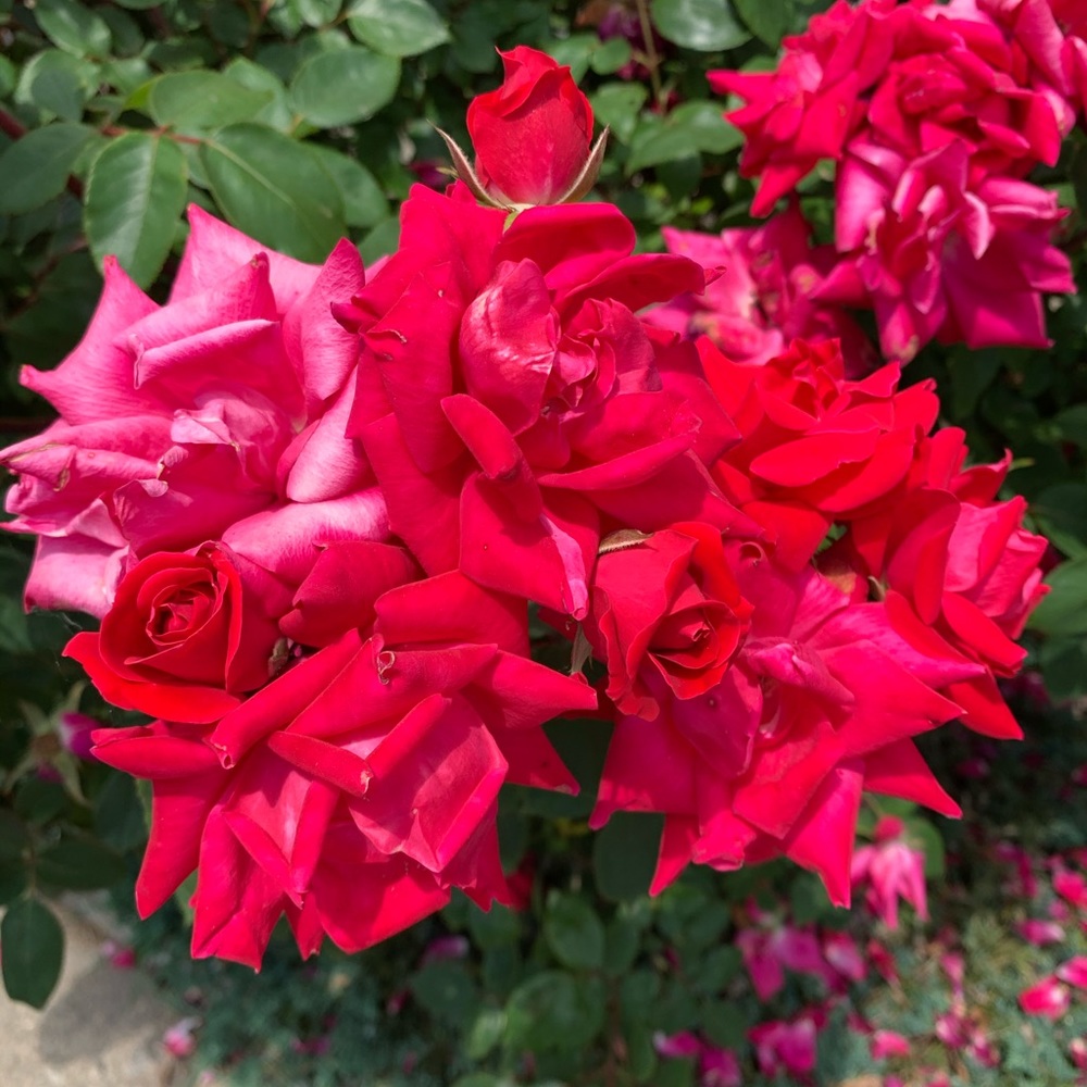 Meet your Posher, Monica